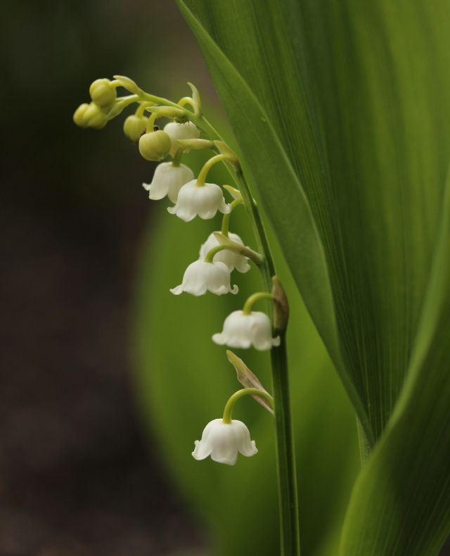 Home - De Hortus